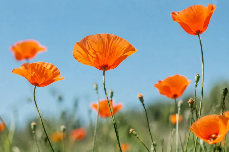 Orange poppies catching the sunlight beneath a blue sky